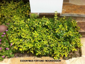 Euonymus fortunei 'Moonshadow'