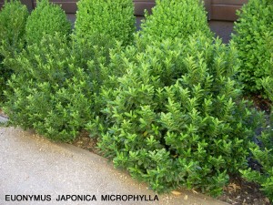 Euonymus japonicus 'Microphyllus' 1