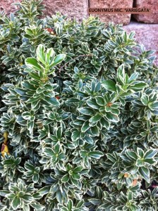 Euonymus microphylla 'Variegata' - foliage