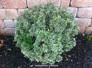 Euonymus microphylla 'Variegata'