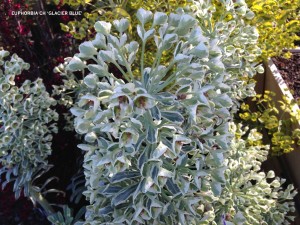 Euphorbia 'Glacier Blue' - blossom