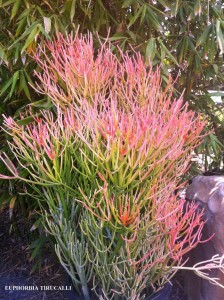 Euphorbia tirucalli 2