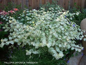 Fallopia japonica 'Variegata'