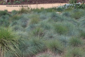 Festuca glauca 'Elijah Blue' - mass
