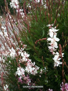 Gaura lindheimeri - blossom