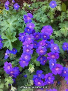 Geranium 'Johnson's Blue' - blossom