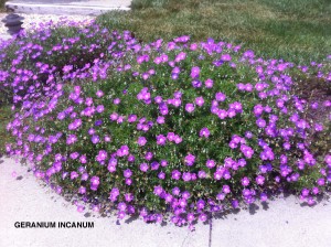 Geranium incanum - blooming  