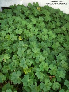 Geranium x cantabrigiense 'Biokovo' & 'Cambridge' - foliage