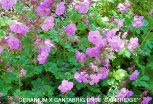 Geranium x cantabrigiense 'Cambridge'