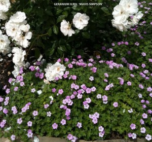 Geranium x riversleaianum 'Mavis Simpson' 1