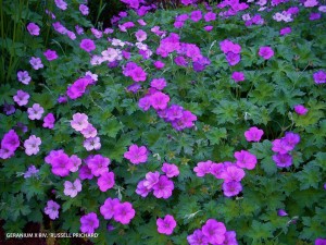 Geranium x riversleaianum 'Russell Prichard' - blossom
