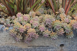 Graptopetalum paraguayense