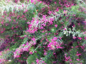 Greviilea 'Scarlet Sprite' - blossom 