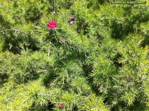 Grevillea 'Scarlet Sprite' - foliage