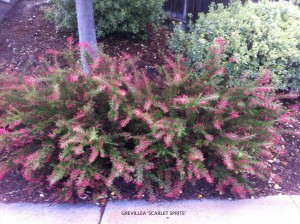 Grevillea rosmarinifolia 'Scarlet Sprite' 1