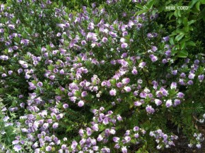 Hebe 'Coed' - blossom 1