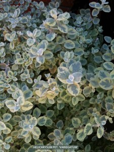 Helichrysum petiolare 'Variegatum' - foliage