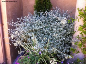 Helichrysum petoilare 1