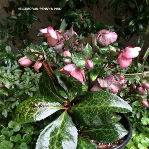 Helleborus 'Penny's Pink'
