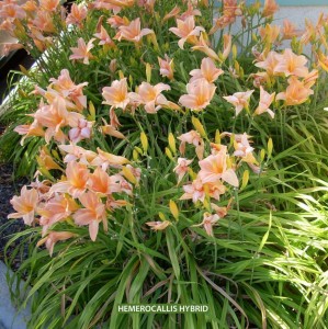 Hemerocallis hybrid - peach