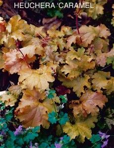 Heuchera 'Caramel'