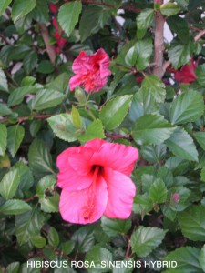 Hibiscus rosa-sinensis hybrid - blossom 1