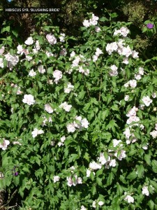 Hibiscus syriacus 'Blushing Bride' - blooming