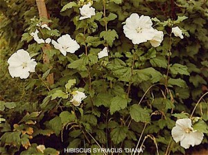 Hibiscus syriacus 'Diana'