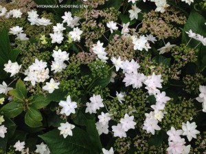 Hydrangea 'Shooting Star' - blossom