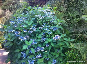 Hydrangea macrophylla 'Blue Lacecap'