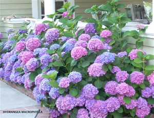 Hydrangea macrophylla - pink & blue - blooming