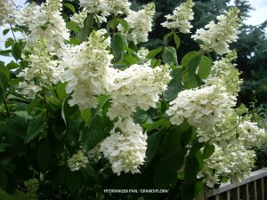 Hydrangea paniculata 'Grandiflora' -  blossom