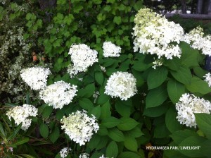 Hydrangea paniculata 'Limelight' - blossom