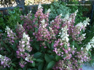 Hydrangea paniculata 'Pinky Winky' - blossom