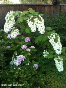 Hydrangea quercifolia - blossom 1