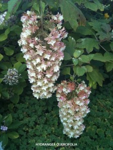 Hydrangea quercifolia - late summer blossom