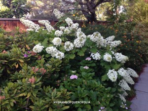 Hydrangea quercifolia blooming