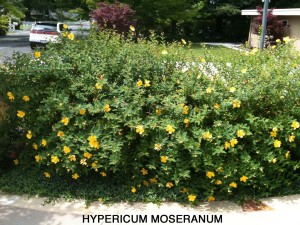 Hypericum x moserianum
