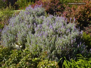 Lavandula dentata