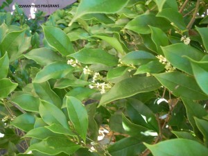 Osmanthus fragrans - blossom
