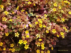 Oxalis 'Molten Lava' - detail