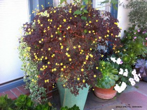 Oxalis spiralis vulcanicola 'Zinfandel' 1