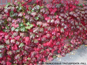 Parthenocissus tricuspidata - fall