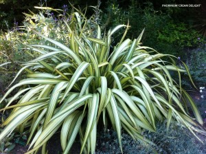 Phormium cookianum 'Cream Delight' 1