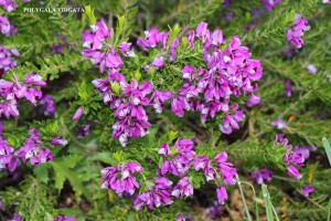 Polygala virgata - blossom