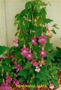 Rehmannia elata