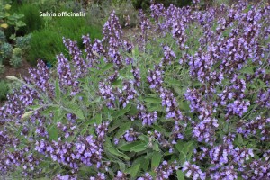 Salvia officinalis - blossom