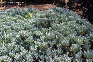 Senecio serpens - foliage